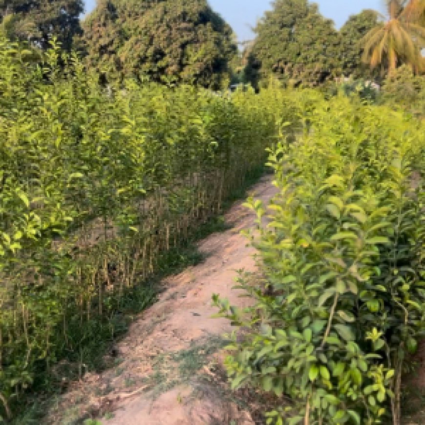 Meet Bubacarr Jallow: Growing Purpose Through Farming in The Gambia
