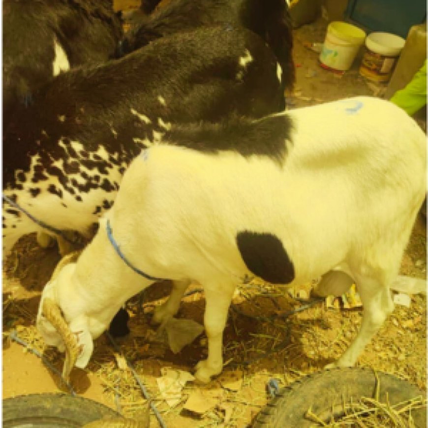 Meet Bakary Konateh: Gambian Agripreneur Turning Challenges into Opportunities