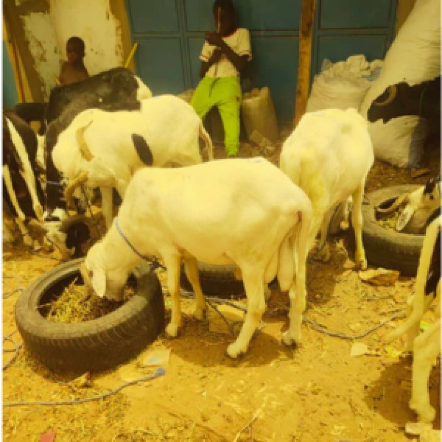 Meet Bakary Konateh: Gambian Agripreneur Turning Challenges into Opportunities